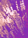 Trendy design, nature and background concept: close up of ultra violet and pink duotone in flowers in the lavender fields in the Royalty Free Stock Photo