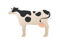 Trendy flat animal vector cartoon illustration. Highland cattle white with black splash cow standing isolated on white background Royalty Free Stock Photo