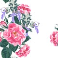 Trendy floral background with wild rose, rosa canina dog rose garden flowers. Hand drawn style on white backdrop. Royalty Free Stock Photo