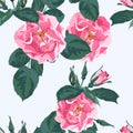 Trendy floral background with wild rose rosa canina dog rose garden flowers. Vintage botanical illustration. Royalty Free Stock Photo