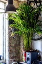 Trendy, hipster flat with green plam tree, houseplant in a beautiful rosy po