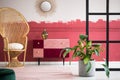 Trendy living room with wicker peacock chair and handmade pastel pink and burgundy chest of drawers