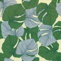 Trendy monstera leaves backdrop. Tropical pattern, botanical leaf seamless pattern