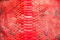 Trendy natural red snake python skin surface texture close up Royalty Free Stock Photo