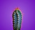 Trendy neon cactus closeup over bright purple pastel background. Colorful summer trendy creative concept