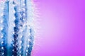 Trendy neon purple and blue coloured minimal background with cactus plant. Cactus plant. Fashion style cacti concept.