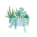 Trendy potted houseplant flat vector illustration. Crassula Hobbit, succulent, string of pearls, fern plants in pot