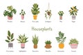 Trendy potted plants set with titles, cartoon style. Indoor houseplants for interior. Urban Cozy home gardening hobby Royalty Free Stock Photo