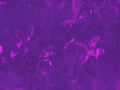 Trendy purple botanical background with rubber tree Royalty Free Stock Photo
