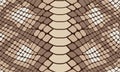 Trendy snake skin vector seamless pattern. Hand drawn wild animal reptile skin, natural brown python repeat texture for Royalty Free Stock Photo