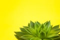 Trendy succulent Haworthia cymbiformis closeup on yellow background, copy space, macro. For social media, poster, interior, blog,