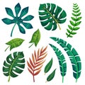 Trendy Summer Tropical Leaves Vector Design on white background.