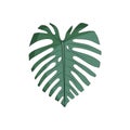 Trendy tropical leaf monstera. Green leaf.