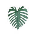 Trendy tropical leaf monstera. Green leaf. Royalty Free Stock Photo