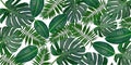 Trendy tropical leaves composition