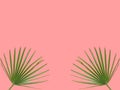 Trendy tropical summer background with green round palm leaves on pink background. Travel beach vacation concept