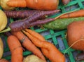 Trendy ugly misshapen root vegetable Royalty Free Stock Photo