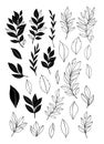 Trendy vector foliage drawings in linear style. Black elements of hand drawn greenery branch and leaves. Line and silhouette.