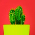 Trendy vibrant neon coloured minimal background with cactus plant. Cactus plant. Fashion style cacti concept.