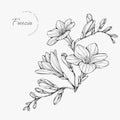 Trendy wedding flowers of freezia for logo or decorations. Hand drawn line wedding decoraton, elegant leaves for