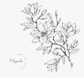 Trendy wedding flowers for logo or decorations. Hand drawn line wedding decoraton, elegant leaves for invitation save