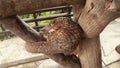 Trenggiling climbs over wooden construction. Pangolin Manis javanica hanging on the tail on the wood