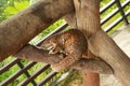 trenggiling climbs over wooden construction. Pangolin Manis javanica hanging on the tail on the wood