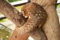 trenggiling climbs over wooden construction. Pangolin Manis javanica hanging on the tail on the wood