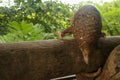 trenggiling climbs over wooden construction. Pangolin Manis javanica hanging on the tail on the wood