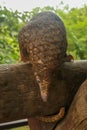 trenggiling climbs over wooden construction. Pangolin Manis javanica hanging on the tail on the wood