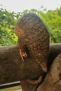 trenggiling climbs over wooden construction. Pangolin Manis javanica hanging on the tail on the wood