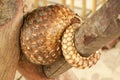trenggiling is sleeping over on wooden construction. Pangolin Manis javanica hanging on the tail on the wood