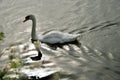 Mute Swan reflections and the light Royalty Free Stock Photo