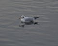 Seagull reflections on the winter morning water Royalty Free Stock Photo