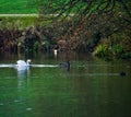 Three early birds on early winter morning on Trentham lake