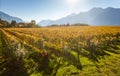 Trentino vineyards in autumn against Alps Royalty Free Stock Photo