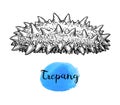 Trepang ink sketch. Royalty Free Stock Photo