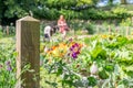 Trerice garden cornwall england uk. ladiesin the potager Royalty Free Stock Photo