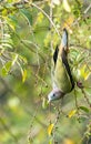 Treron vernans-The pink-necked green pigeon Royalty Free Stock Photo