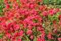 Tresco Abbey Gardens: Rich red Azaelia in flower on Tresco, Isles of Scilly, Cornwall England.