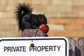 Black Squirrel - Sciurus carolinensis Royalty Free Stock Photo