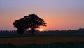 Tress on Farm Field in Cloudless Sunset