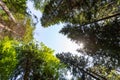 Tress in forest wide angle landscape in autumn Royalty Free Stock Photo