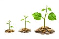 Tress growing on coins Royalty Free Stock Photo