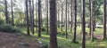 Tress and plants in the forest in the morning sun. Forest landscape background. Royalty Free Stock Photo