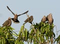 Treurtortel, Mourning Collared-Dove, Streptopelia decipiens