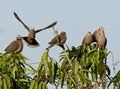 Treurtortel, Mourning Collared-Dove, Streptopelia decipiens Royalty Free Stock Photo