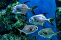 the trevallies fish in tank Royalty Free Stock Photo