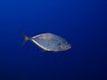 Trevally