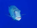 Trevally Caranx Fish Close Up in Blue Ocean Water